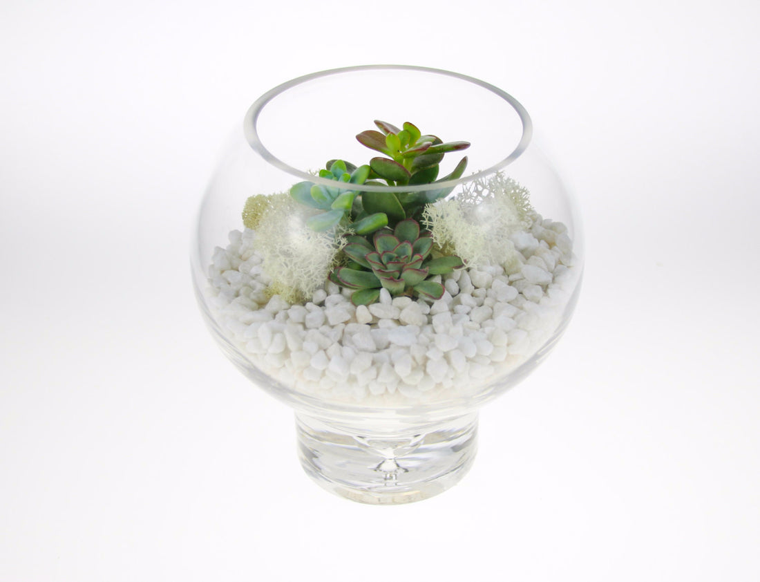 Mini Terrarium kit