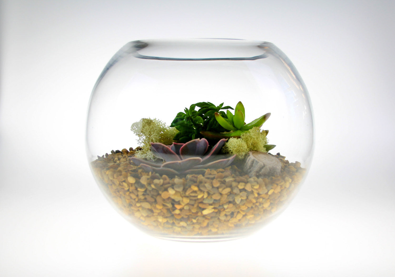 Succulent plants for Terrarium