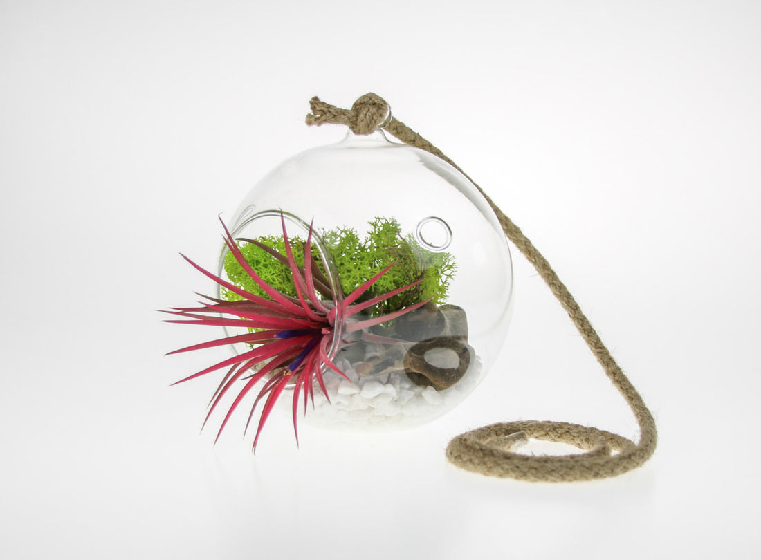 Air Plant Terrarium Kit