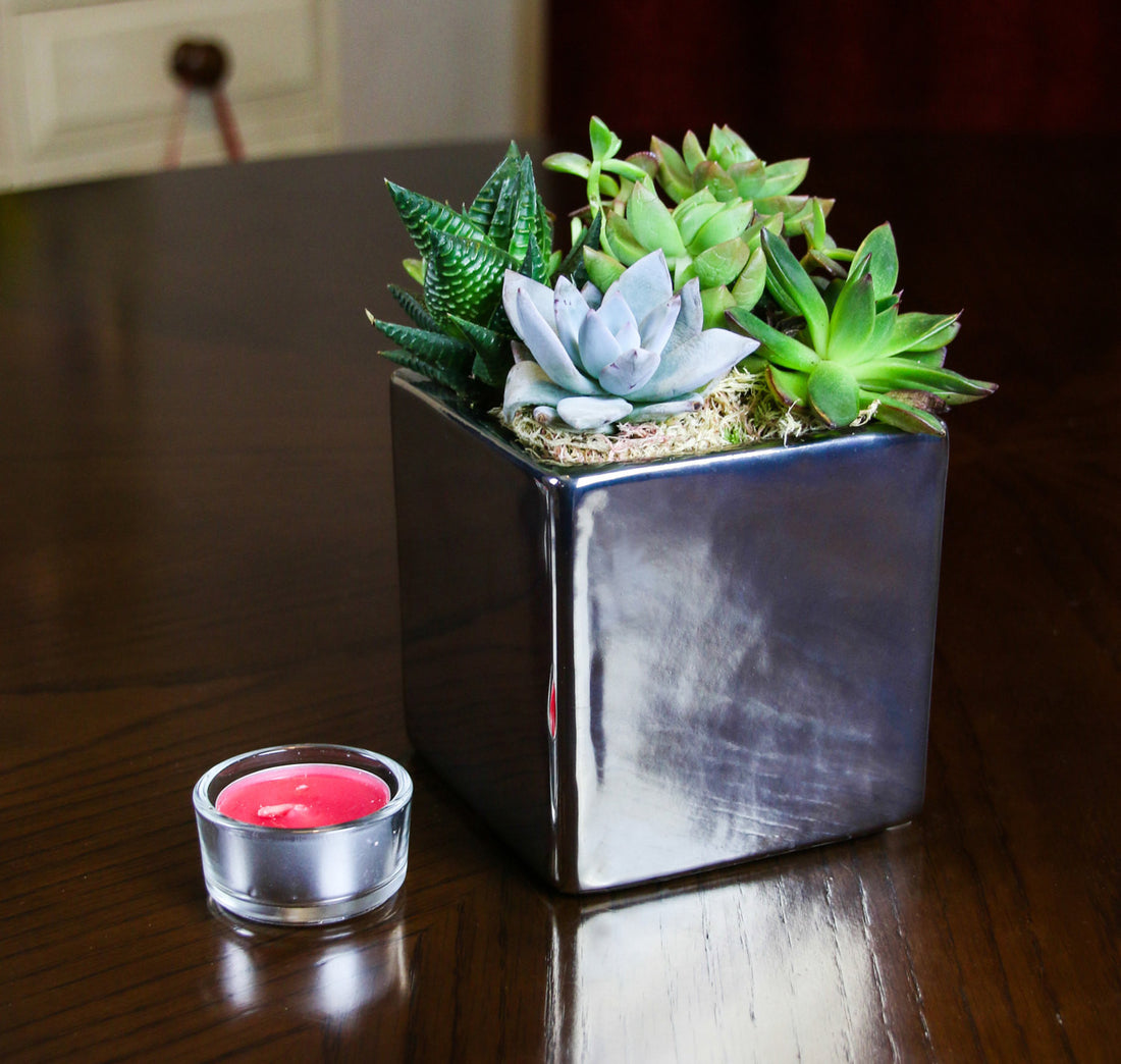 Succulent planting ideas