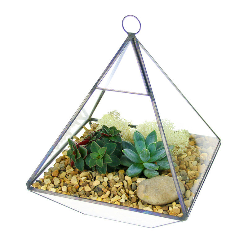 Geometric Pyramid Terrarium Kit with living succulents