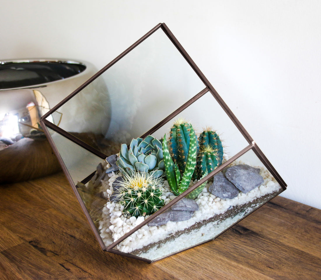 Indoor terrarium with cactus and succulent plants