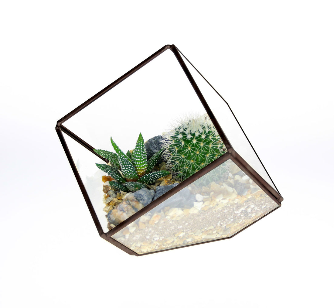 Cactus and Succulant square terrarium small