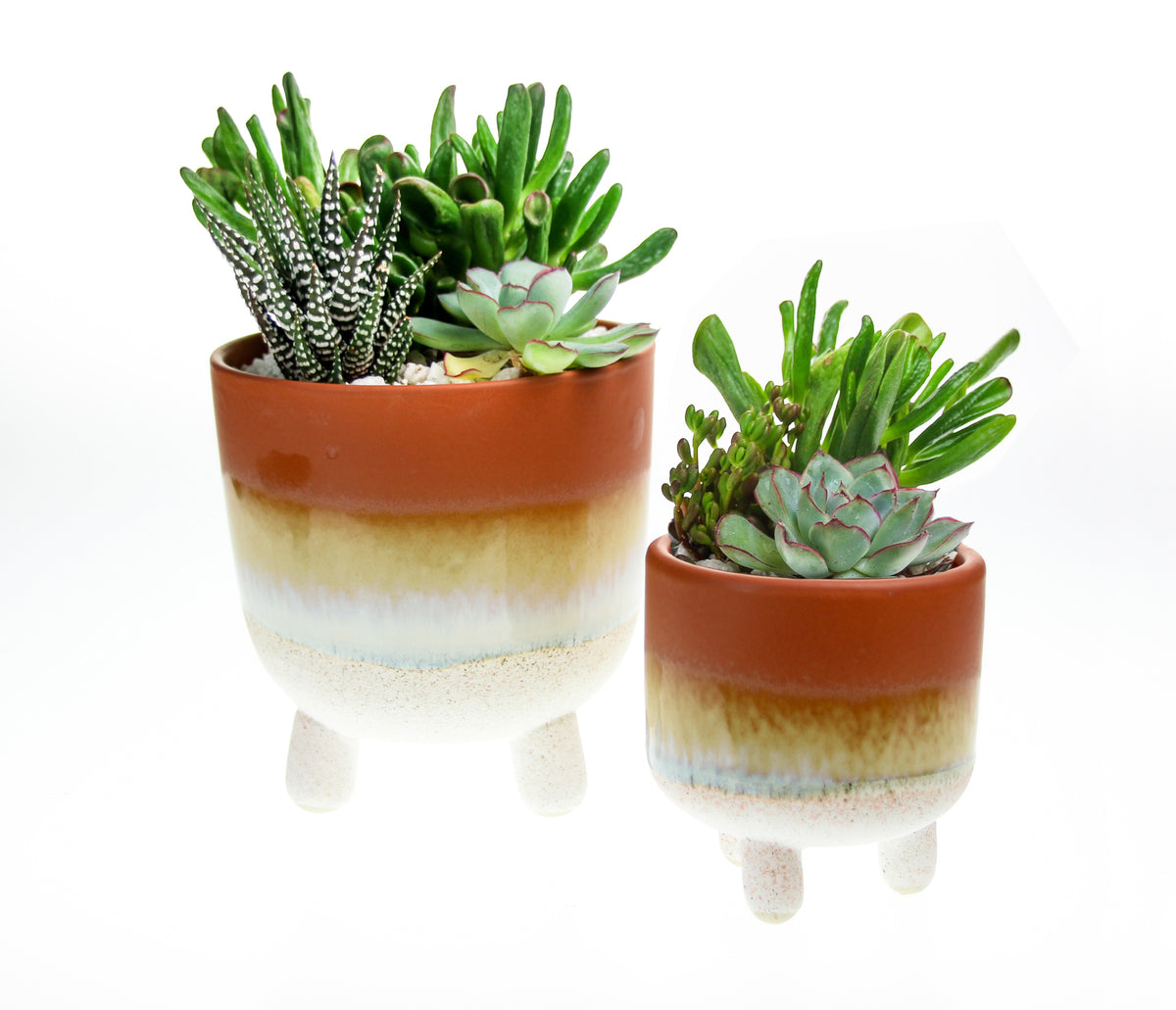 Terracotta stoneware planters with succulent houseplants